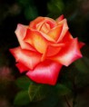 /album/fotogaleria/rosa-jpg/